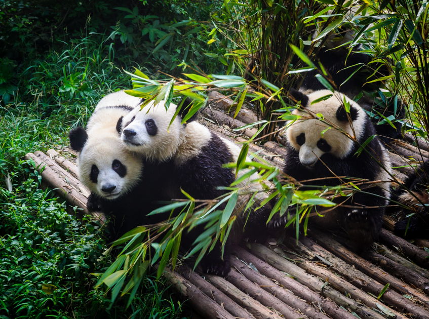 Giant Pandas of Chegdu