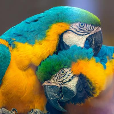 Marvel at Pantanal National Park
