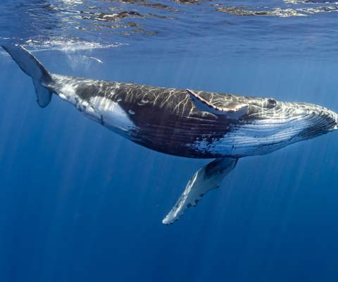 Discover Moorea’s emerald valleys