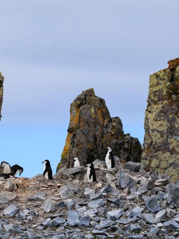 Spot wildlife in South Shetlands