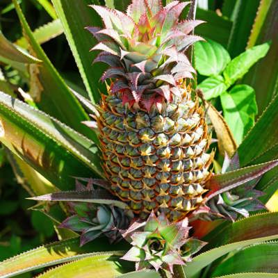 Tropical fruits and desserts