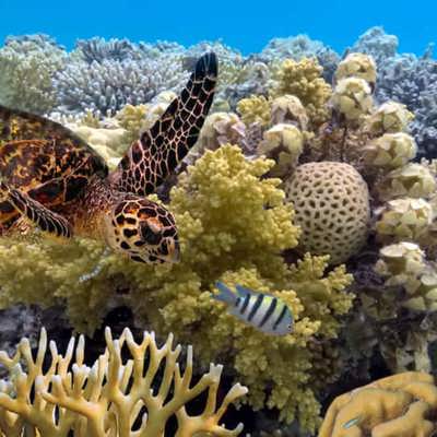 North Australia: reef adventures & rainforest retreats 