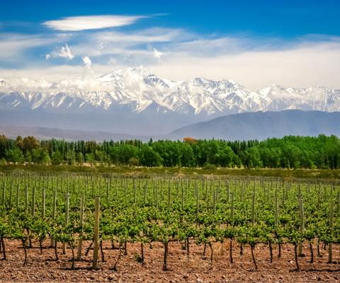 Sip Malbec in Mendoza