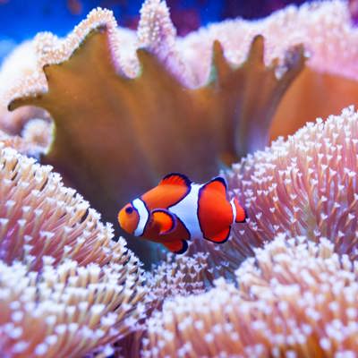 Dive the Great Barrier Reef