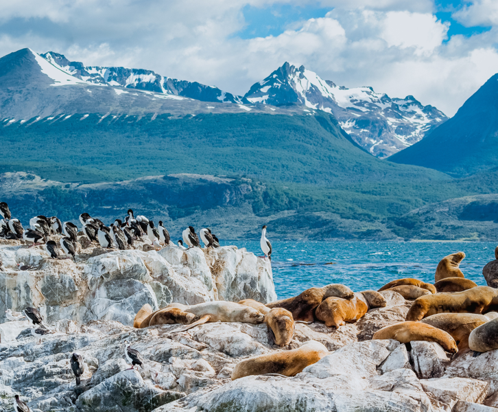 Falklands