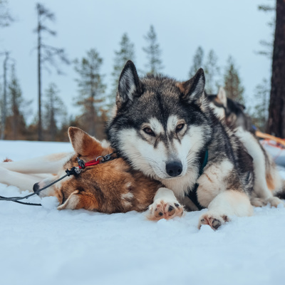 Husky rides