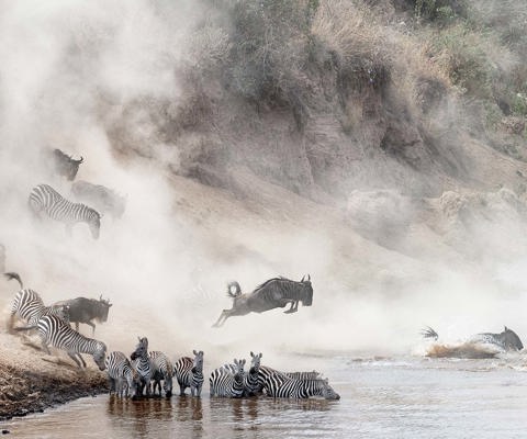 Follow the Great Migration in the Serengeti