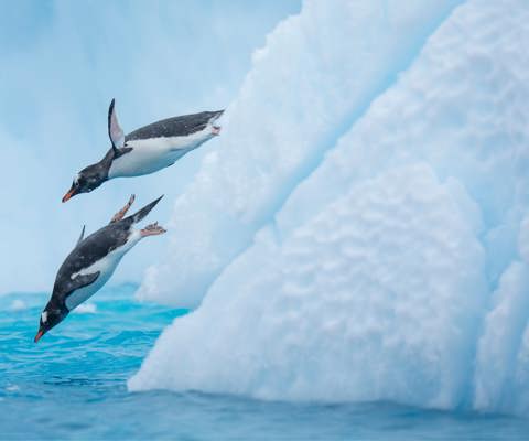 Cross the legendary Drake Passage