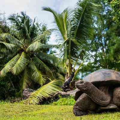 Encounter giant tortoises