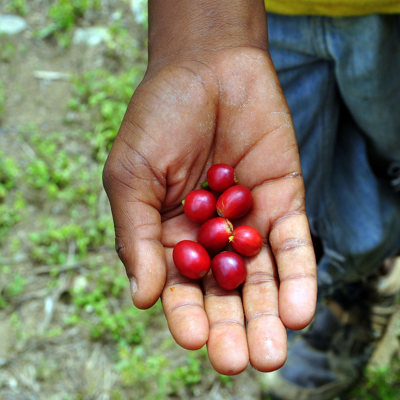 Coffee plantations 