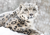 In Search of Snow Leopards in Ladakh