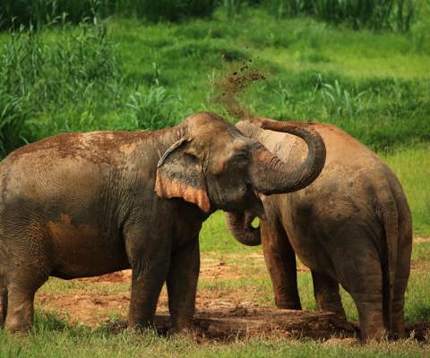 Elephant Hills, Khao Sok National Park