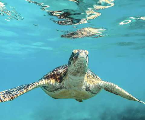Admire the turtles