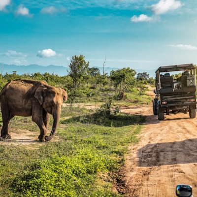 Safari in Yala or Udawalawe National Park