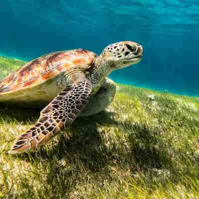 Snorkel marine wonders