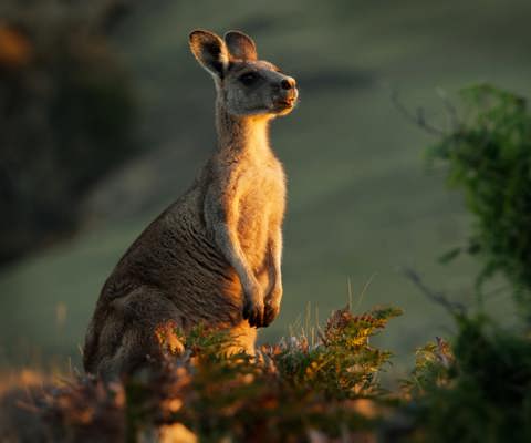 Explore Tasmania’s wild beauty