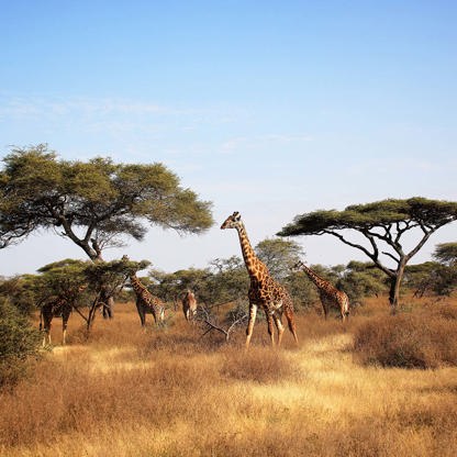 Tanzania